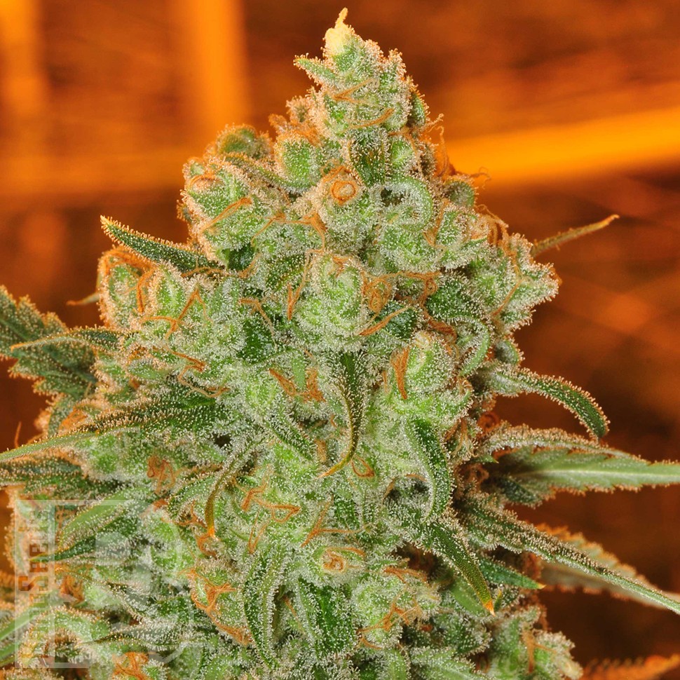 Семена конопли Auto Super Sweet feminised Ganja Seeds