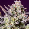 Семена ганжа  Auto Super Sweet feminised Ganja Seeds