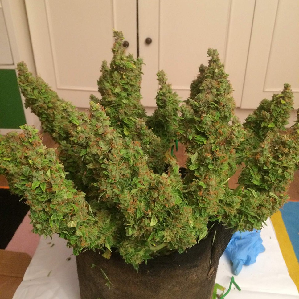 купить семена конопли дешево Auto Blue Diesel feminised