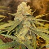 Семена конопли  Aspan feminised Bang Seeds