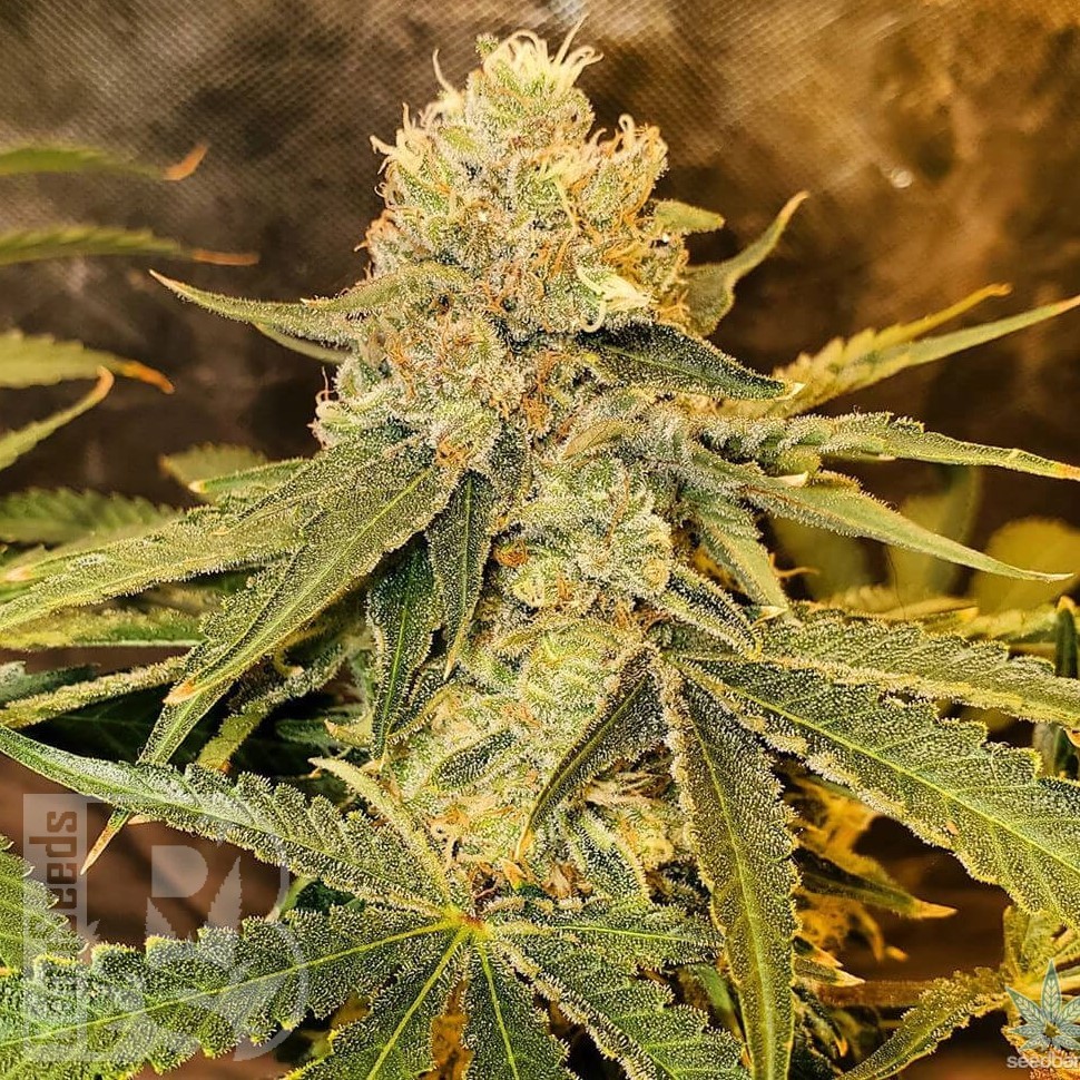 Семена конопли  Aspan feminised Bang Seeds