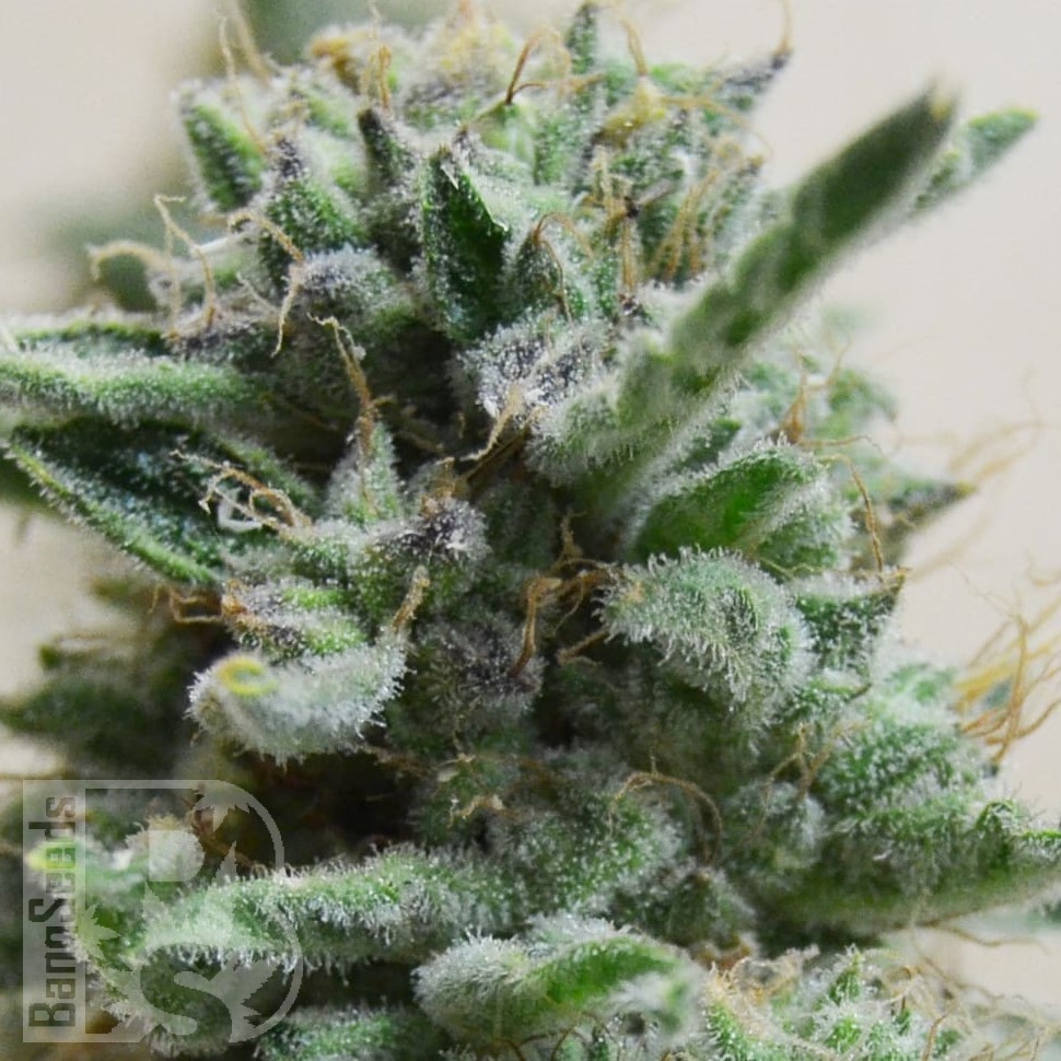 Семена ганжа  AK 48 feminised Ganja Seeds