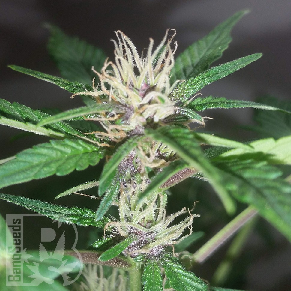 Семена конопли  Purple OG feminised Ganja Seeds