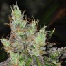 Семена конопли  Purple OG feminised Ganja Seeds