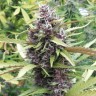 Семена конопли  Purple OG feminised Ganja Seeds
