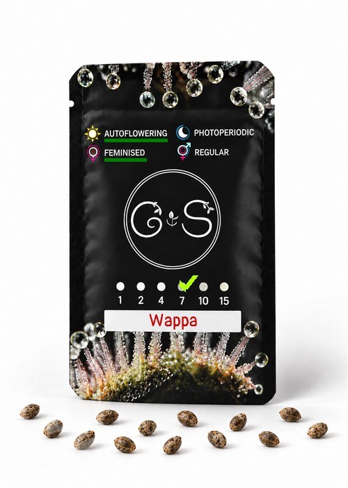 Семена  Auto Wappa feminised Ganja Seeds