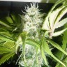 Семена каннабиса  Puta Madre Kush feminised Ganja Seeds