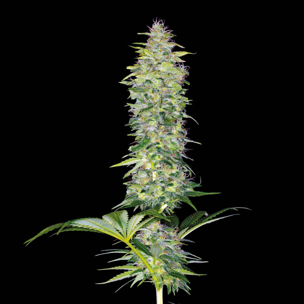 купить семена конопли с доставкой Northern Lights x White Widow feminised