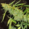 Семена каннабиса  Northern Lights x White Widow feminised Ganja Seeds