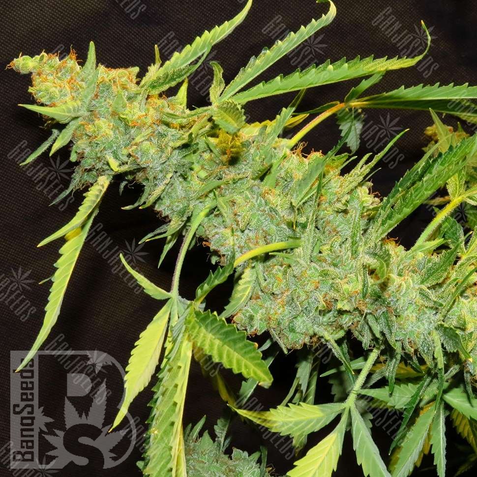 Семена каннабиса  Northern Lights x White Widow feminised Ganja Seeds
