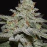 Семена каннабиса  Northern Lights x White Widow feminised Ganja Seeds