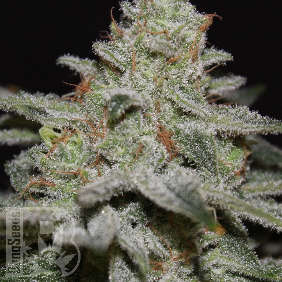 Семена каннабиса  Northern Lights x White Widow feminised Ganja Seeds