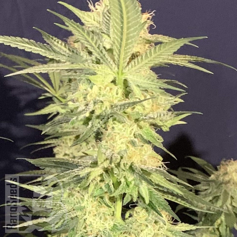 Семена каннабиса  Northern Lights x White Widow feminised Ganja Seeds