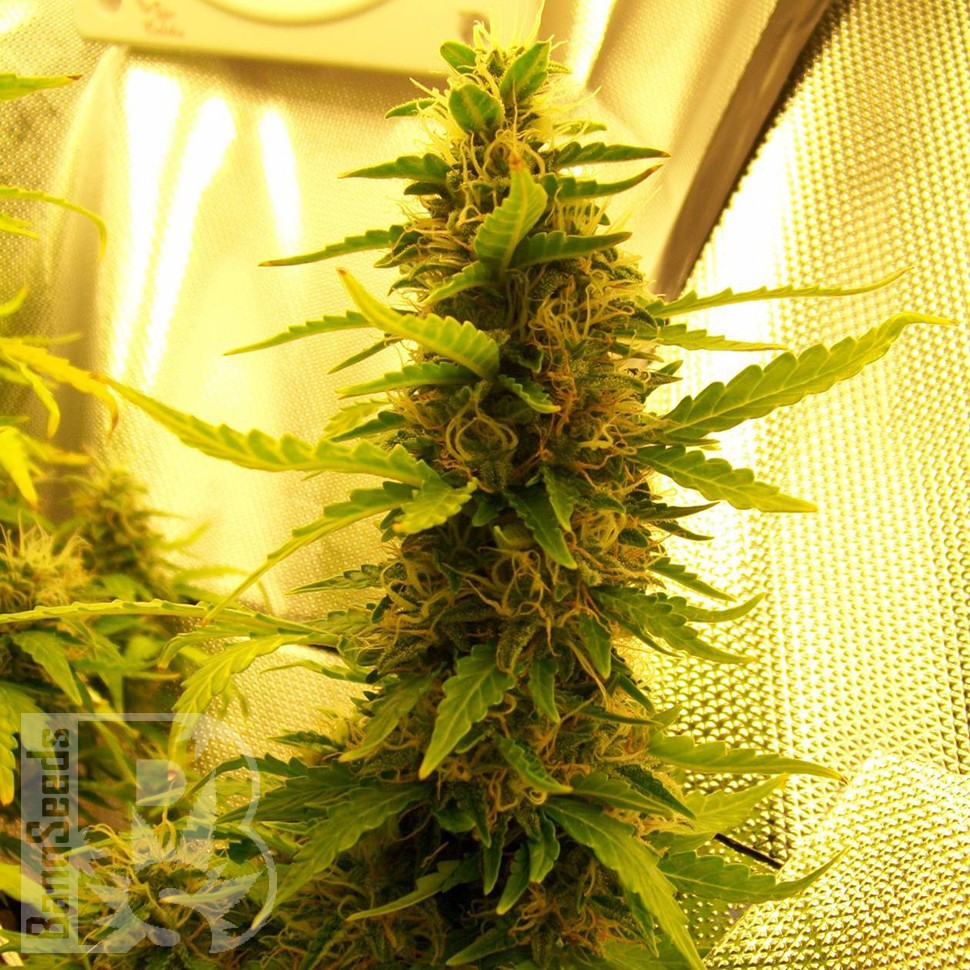 Семена каннабиса  Russian Widow feminised Ganja Seeds