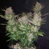 купить семена конопли недорого Auto Dark Devil feminised