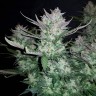 купить семена конопли интернет магазин Auto Dark Devil feminised