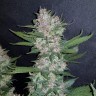 купить мощные семена конопли Auto Dark Devil feminised