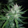 купить семена конопли элитных сортов Auto Dark Devil feminised