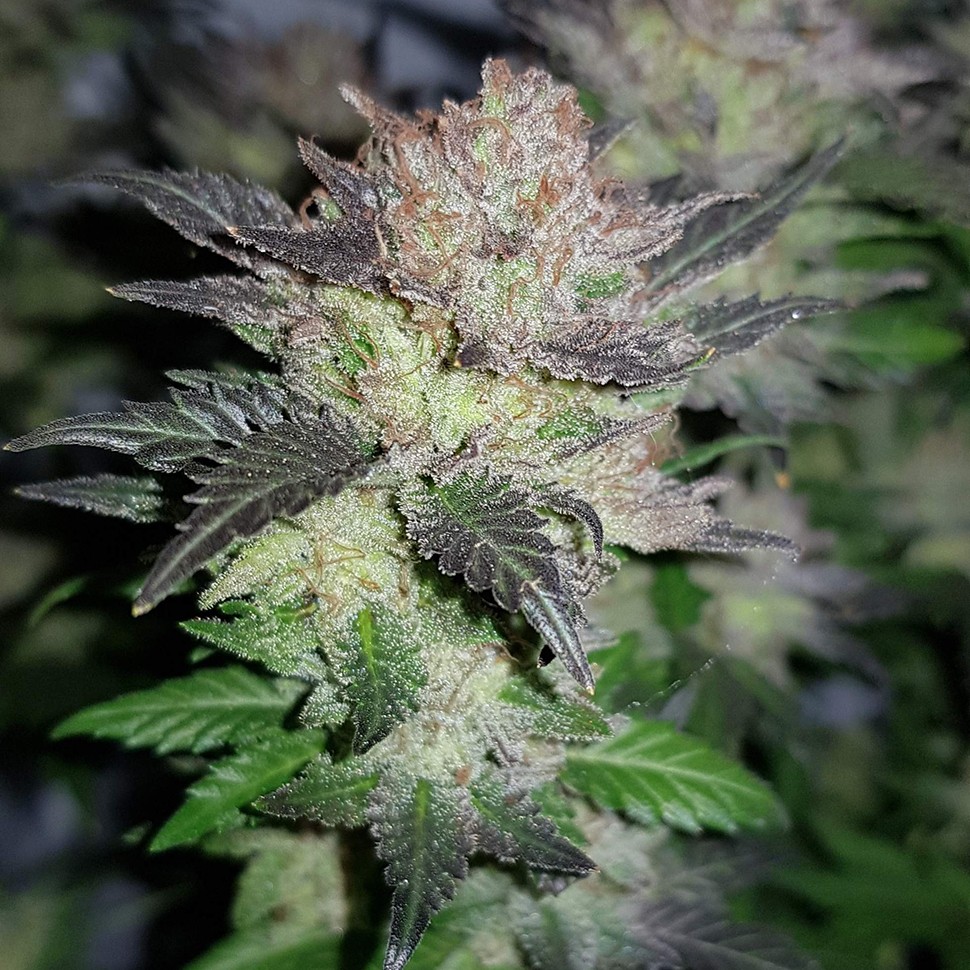 купить семена конопли f1 в оригинальной упаковке Auto Critical CBD feminised