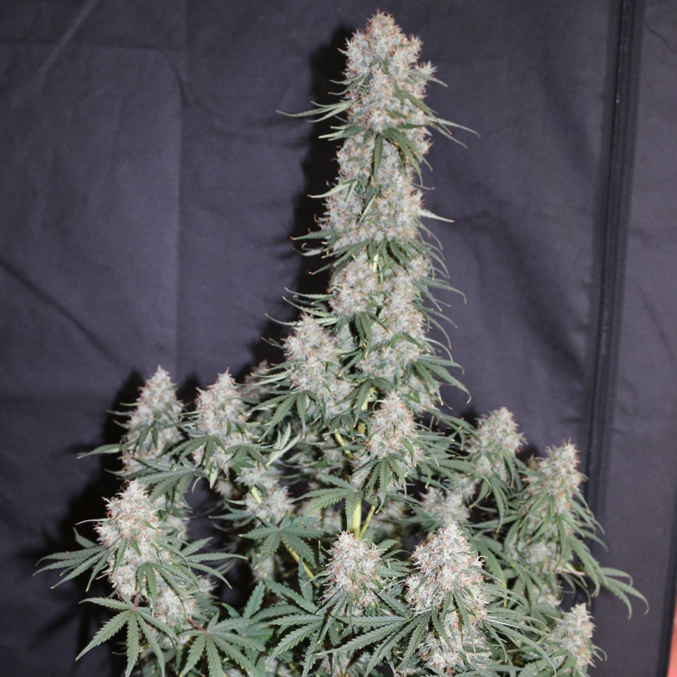 заказать семена конопли  Auto Blueberry feminised