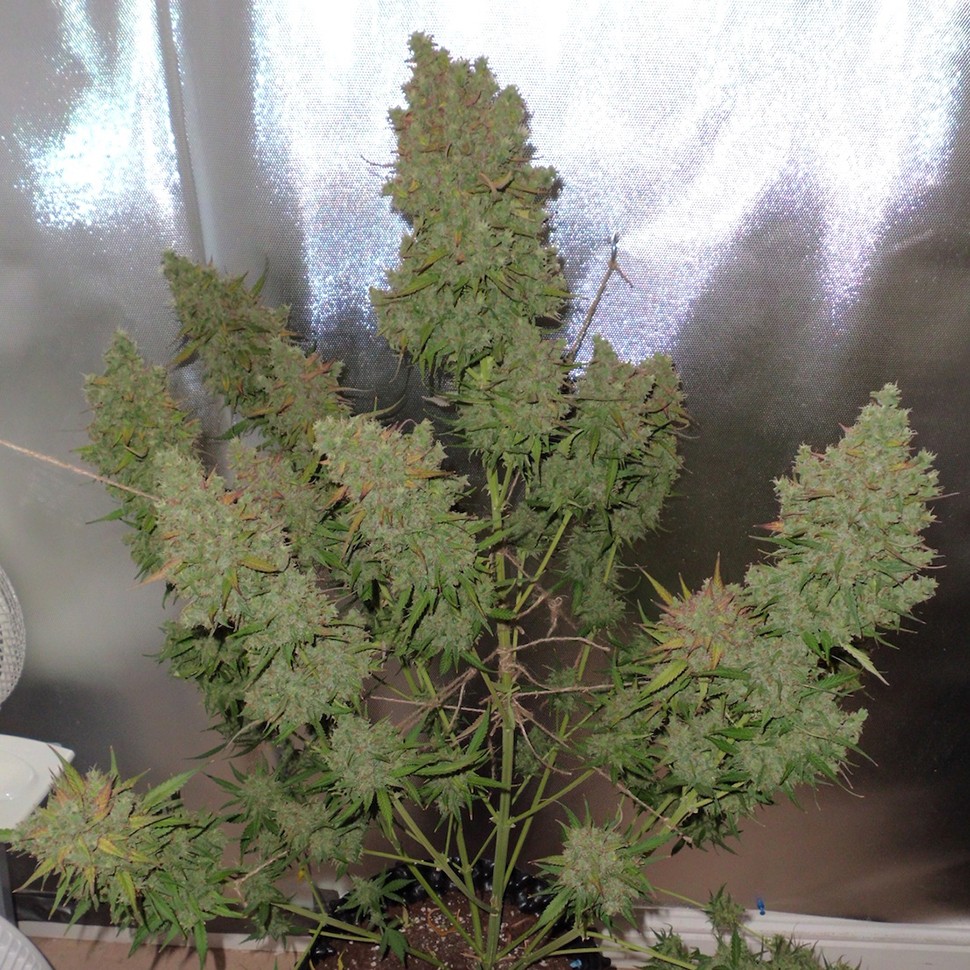 заказ семян конопли Auto Blueberry feminised