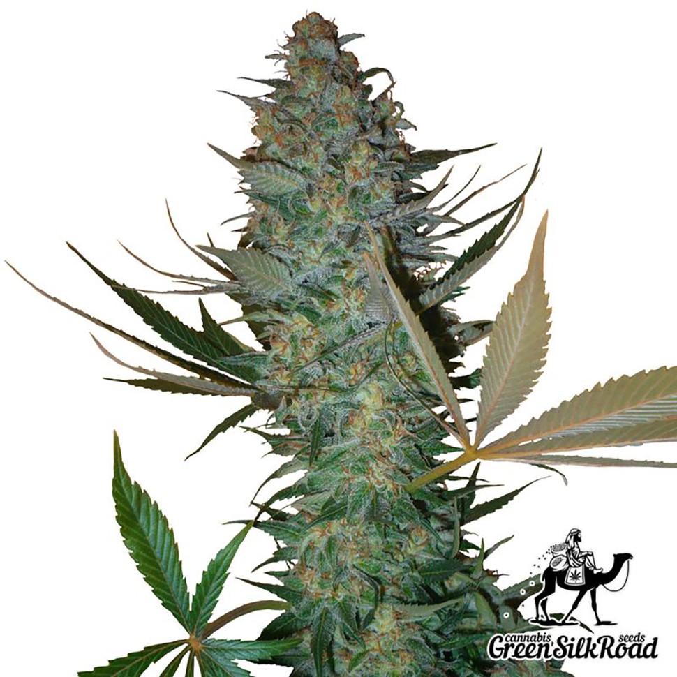 Семена каннабиса  Auto AK feminised Green Silk Road Seeds
