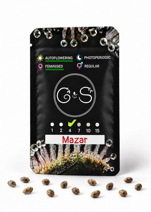 Семена  Auto Mazar feminised Ganja Seeds