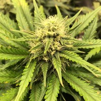 Auto Chocodope feminised Victory Seeds