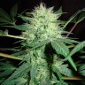 заказать семена конопли Auto Northern Lights feminised