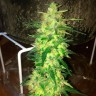 заказать семена конопли автоцвет Auto Northern Lights feminised