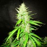 купить семена конопли недорого Auto Northern Lights feminised