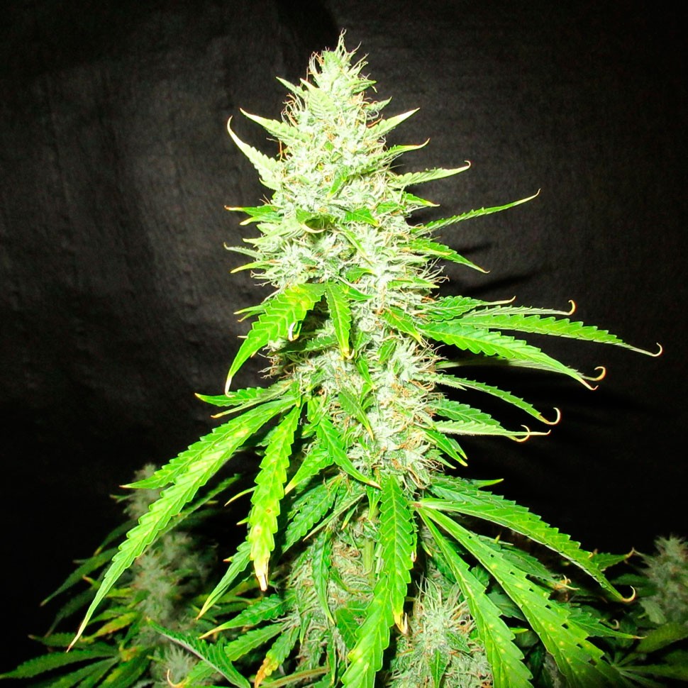 купить семена конопли недорого Auto Northern Lights feminised