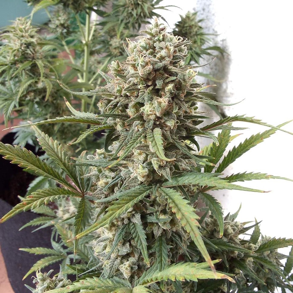 семена конопли с доставкой Auto Chronic Monster XXL feminised Victory Seeds семена конопли с доставкой Auto Chronic Monster XXL feminised Victory Seeds