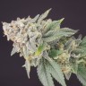 Семена каннабиса  White Dwarf feminised Ganja Seeds