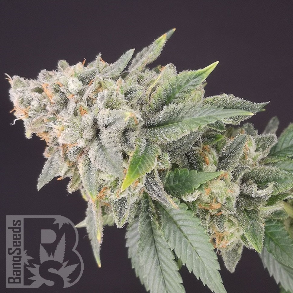 Семена каннабиса  White Dwarf feminised Ganja Seeds