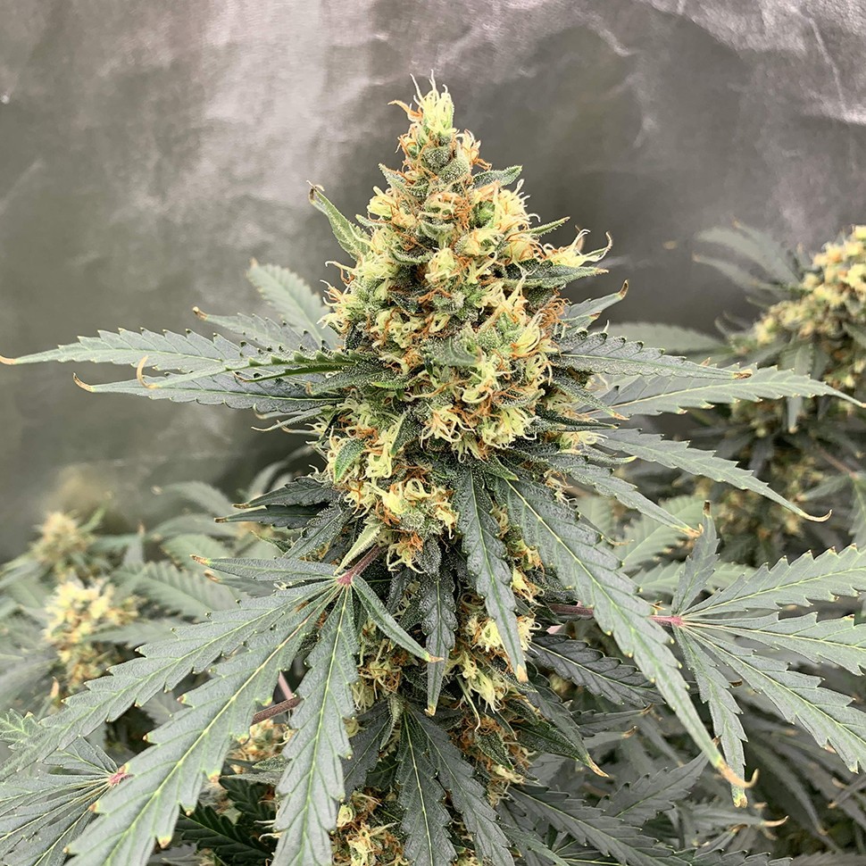 Семена ганжа  Auto Critical feminised Victory Seeds