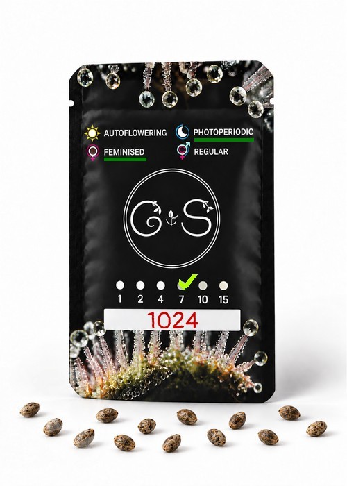 Семена ганжа  1024 feminised Ganja Seeds