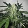 Семена каннабиса  Black Domina x White Russian feminised Ganja Seeds