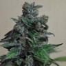 Семена конопли  Кубанский убийца feminised Ganja Seeds