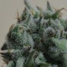 Семена конопли  Кубанский убийца feminised Ganja Seeds