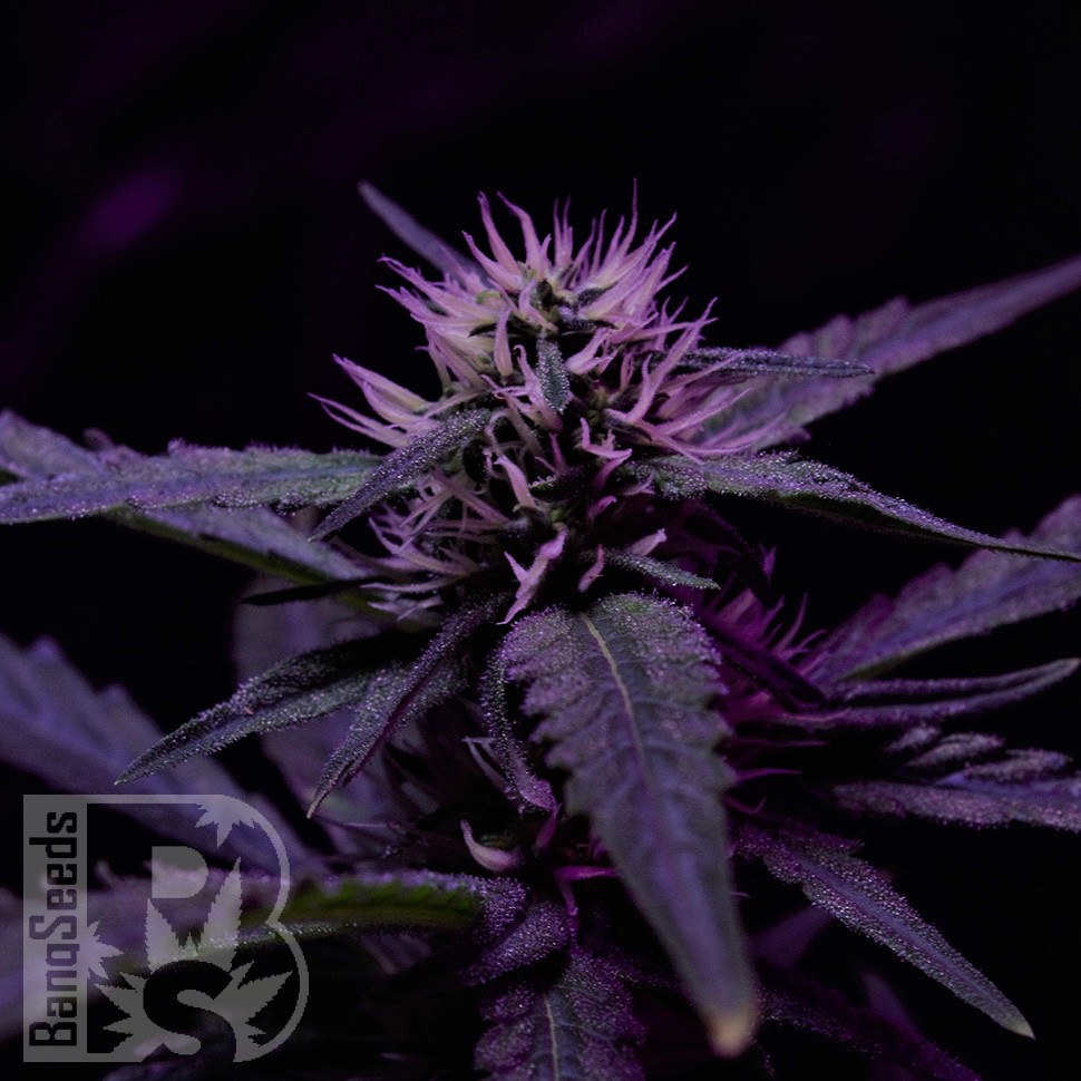 Семена Skunk x Early Skunk feminised Ganja Seeds Семена Skunk x Early Skunk feminised Ganja Seeds