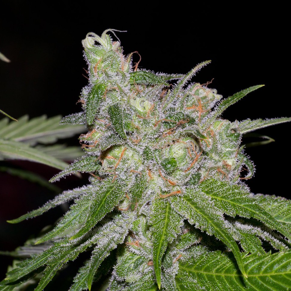заказать на сайте семена конопли Auto Sweet Tooth feminised заказать на сайте семена конопли Auto Sweet Tooth feminised