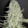 Семена каннабиса  Narkush feminised Ganja Seeds