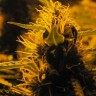 Семена марихуаны  Auto Lowryder #2 feminised Ganja Seeds