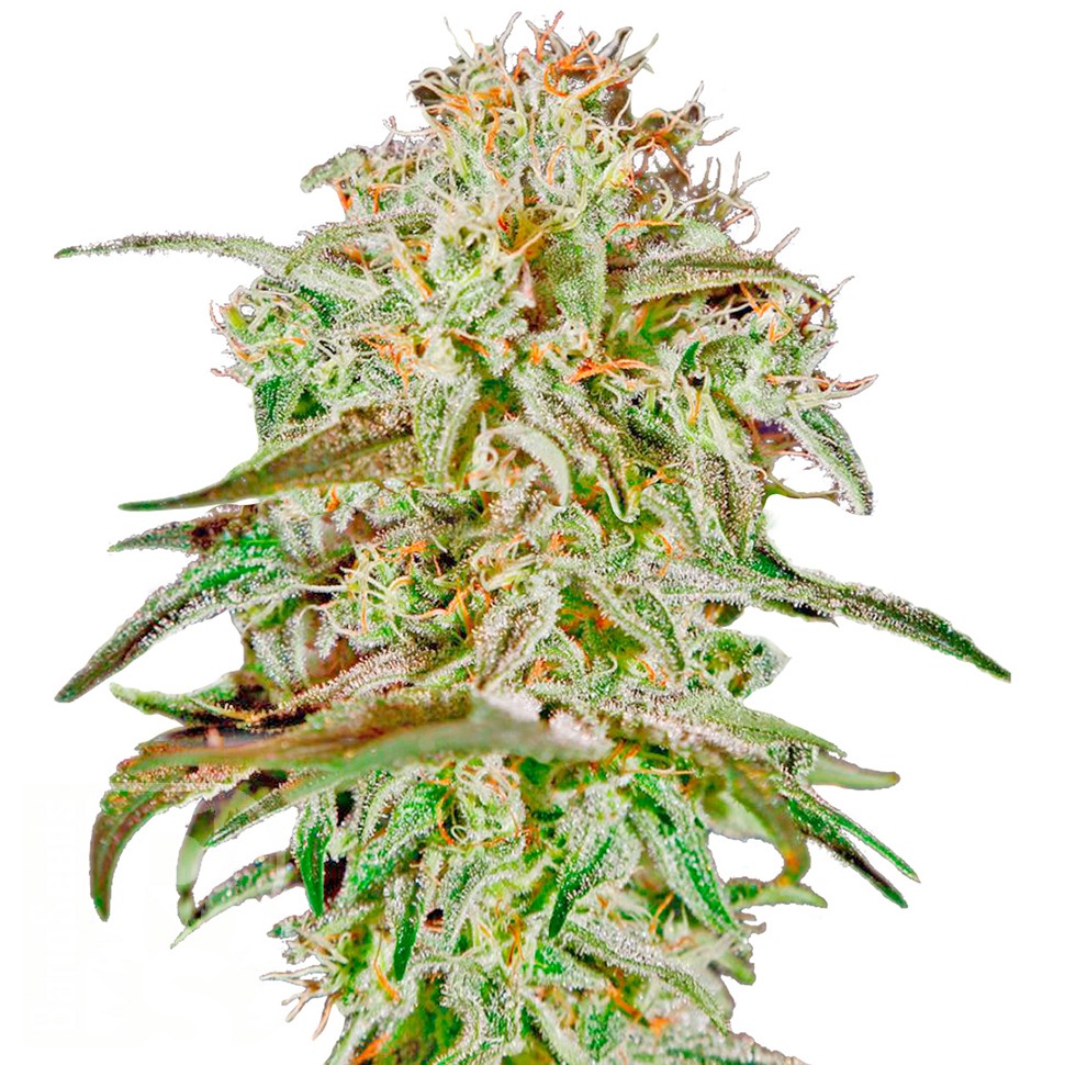 Семена марихуаны  AMS feminised Ganja Seeds