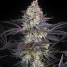 Семена марихуаны  AMS feminised Ganja Seeds