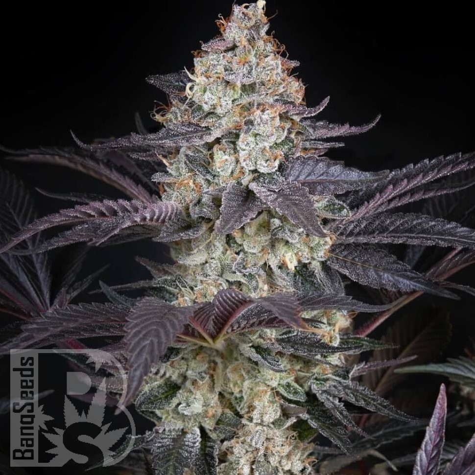 Семена марихуаны  AMS feminised Ganja Seeds