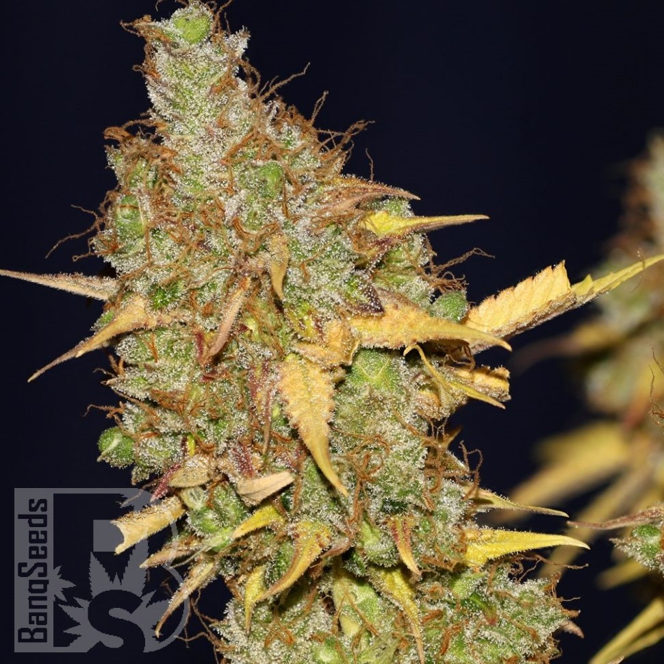 Семена марихуаны  AMS feminised Ganja Seeds