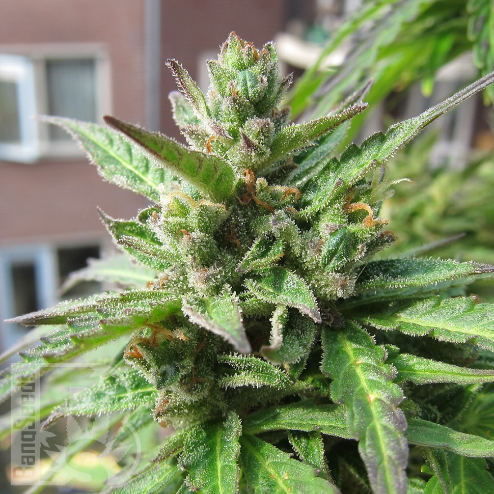 Семена  Northern Lights x Skunk feminised Ganja Seeds
