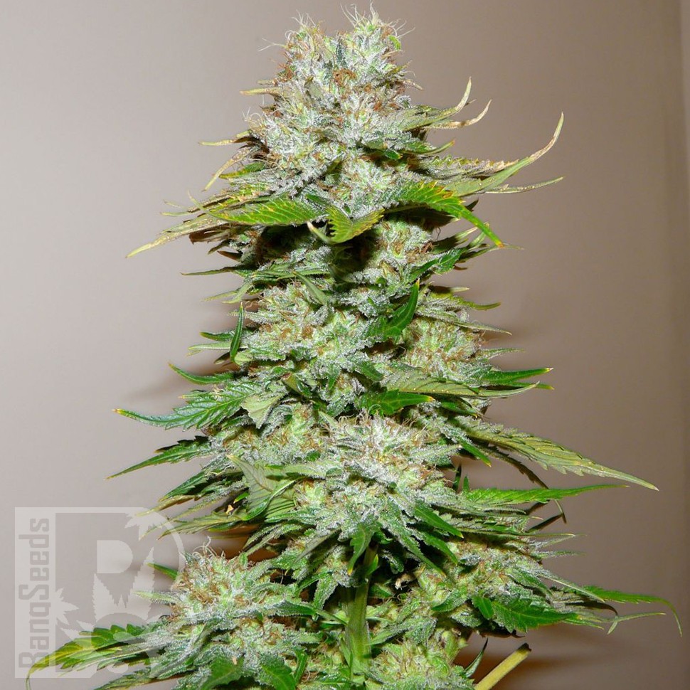 Big Bang feminised Ganja Seeds купить Big Bang feminised Ganja Seeds купить